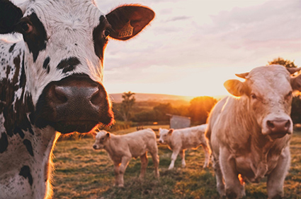 Landwirtschaft